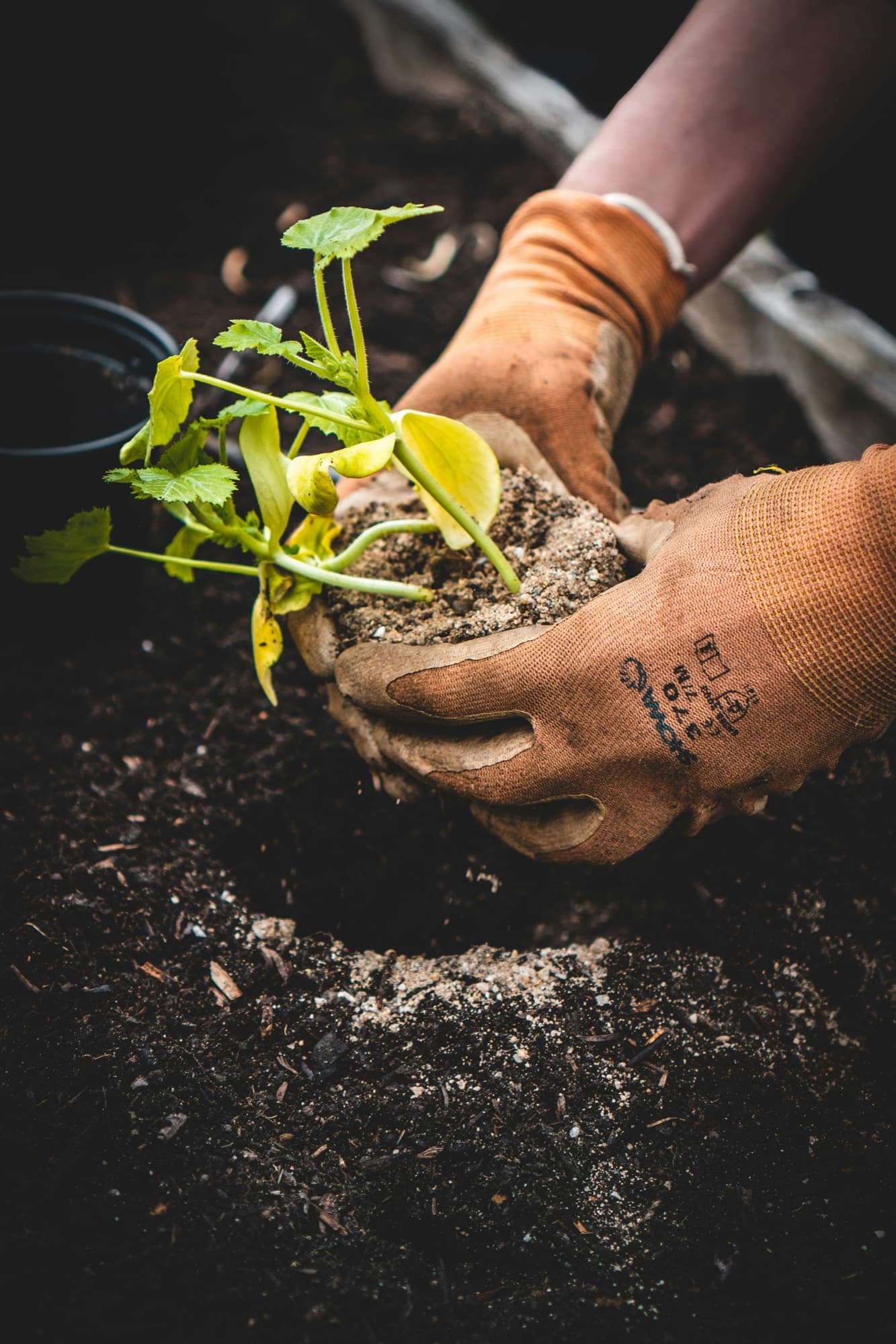 Gloved hands carefully planting a young seedling into dark soil